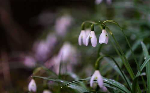 nature flower plant