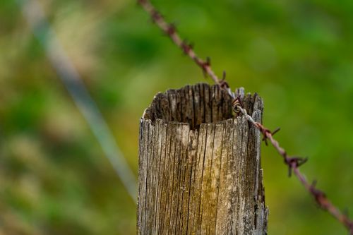 nature wood