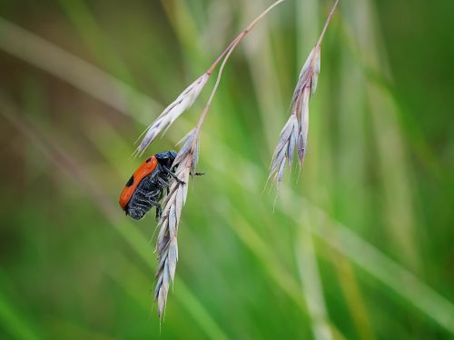 nature insect grass