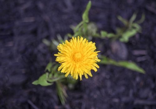 nature flower flora