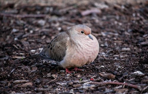 nature bird wildlife