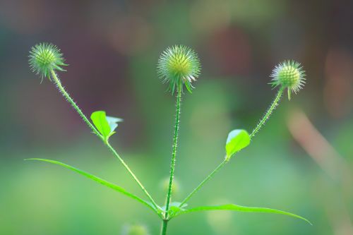 nature plant spring