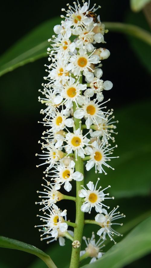 nature flower laurel hedge