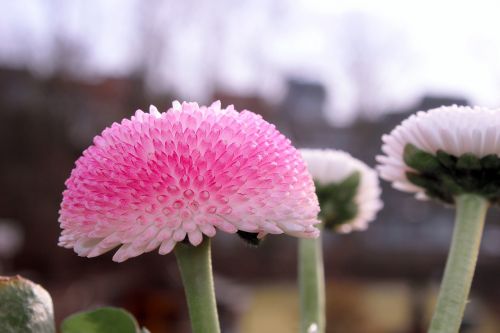 nature plant flower