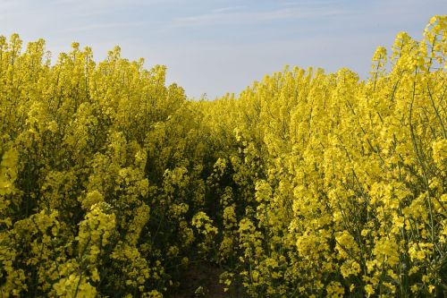 nature tree plant