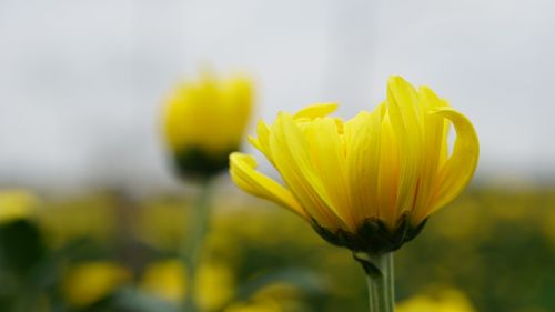 nature flower flora