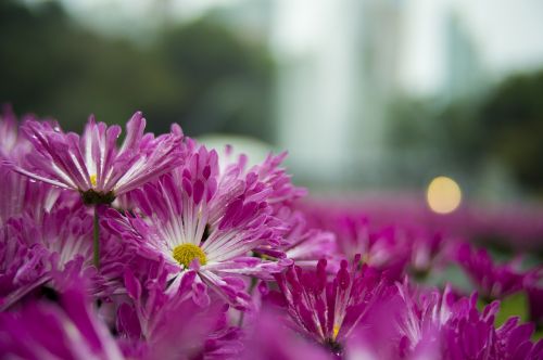 nature flower plant