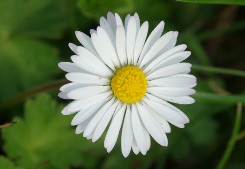 nature plant flower