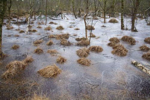 nature waters wood