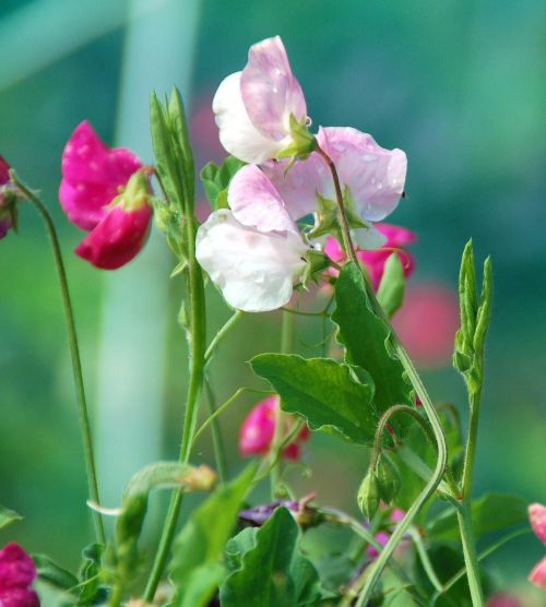 nature plant garden