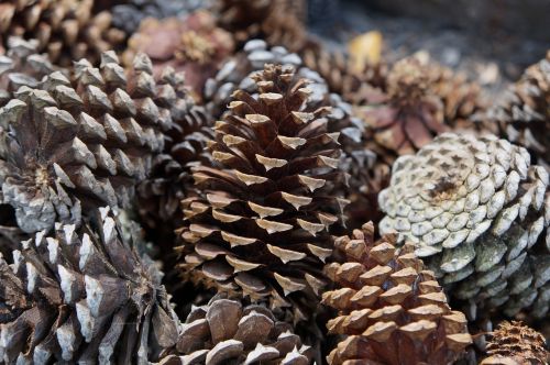 nature wood pine cone