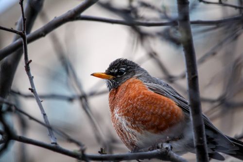 nature bird outdoors