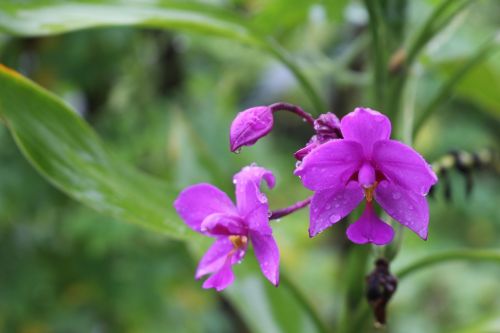 nature flower flora