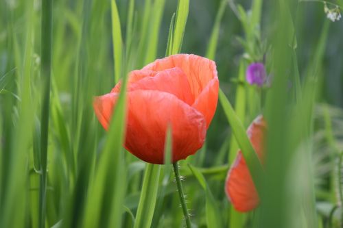 nature flower plant