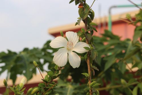 nature flora flower