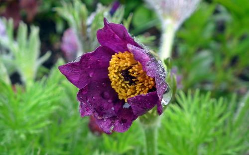 nature flower sasanka