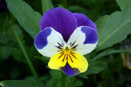 nature flower pansy