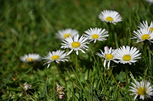 nature grass plant