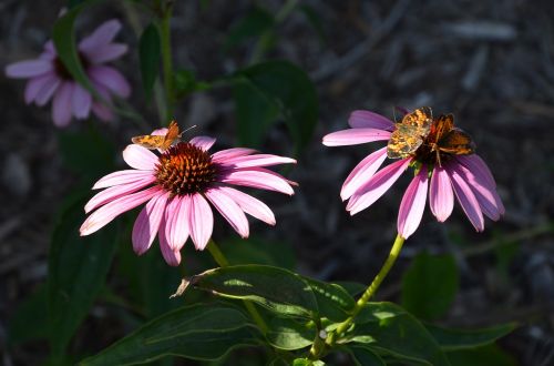 nature flower flora