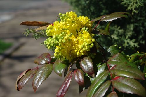 nature plant leaf