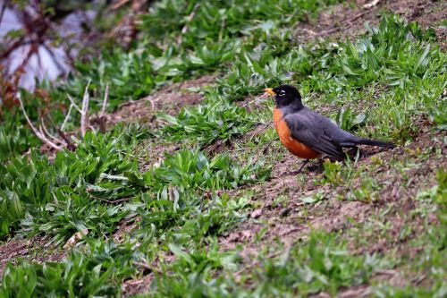 nature outdoors robin