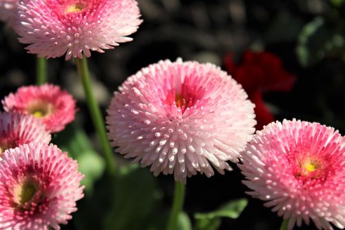 nature flower plant