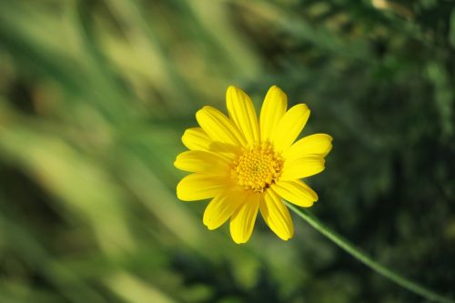 nature plant summer