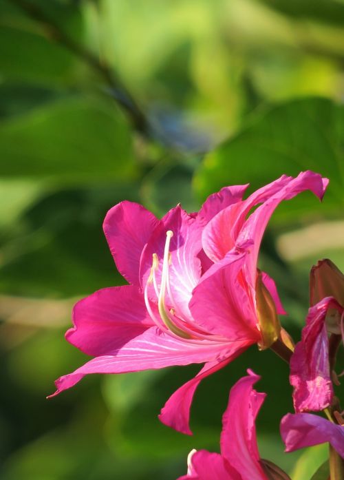 nature flower plant