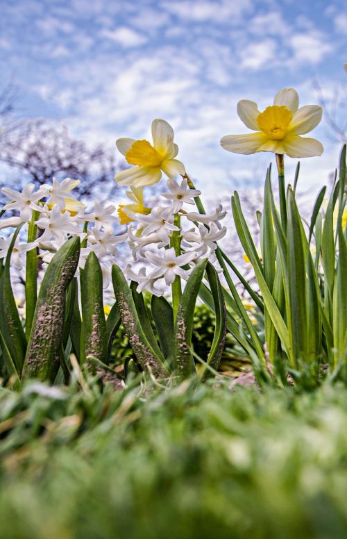 nature flower plant