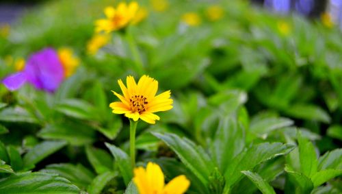 nature leaf flora