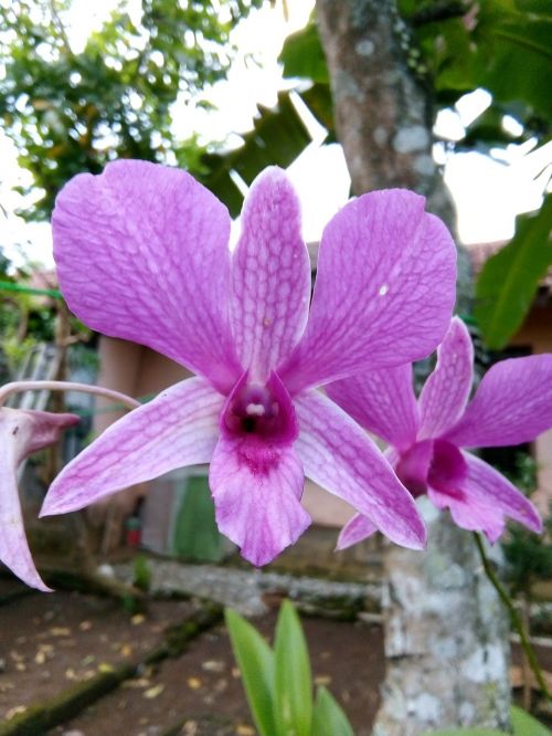 nature flora flower