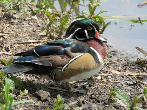 nature bird wildlife