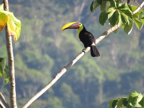 nature tree bird