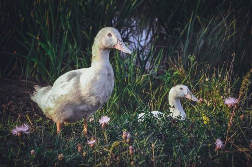 nature bird grass