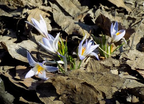 nature flower plant