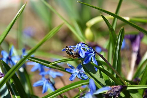 nature plant insect