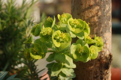 nature euphorbia spring