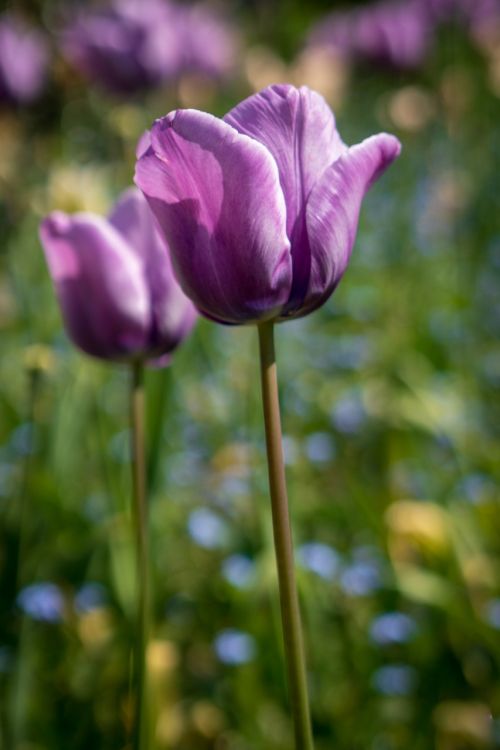 nature flower flora