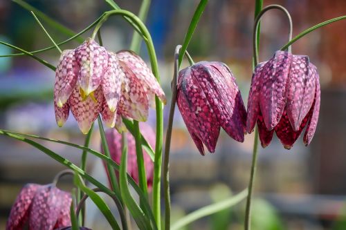 nature plant season