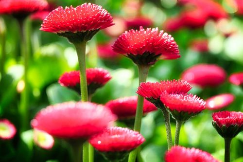 nature plant flower