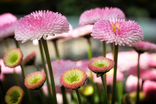 nature plant flower