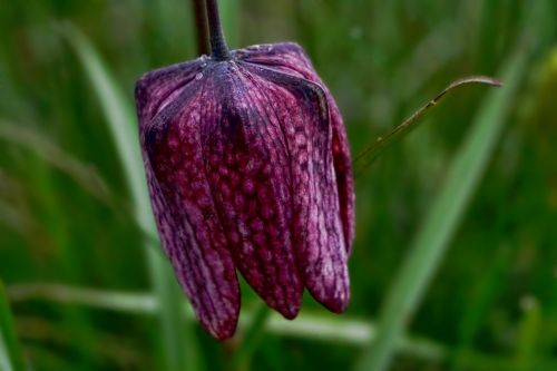 nature plant flower