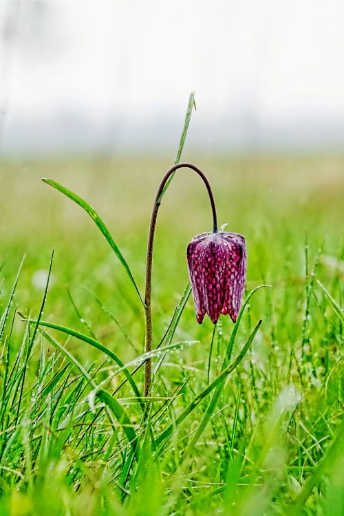 nature grass field