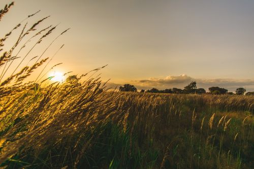 nature sunset grass