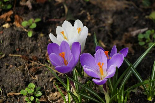 nature flower plant