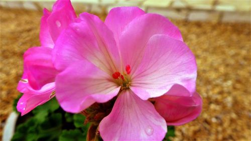 nature flower plant