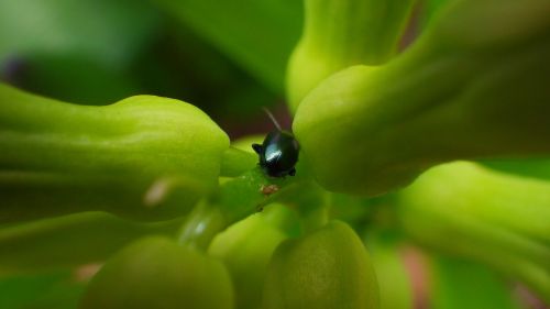 nature leaf plants outdoors