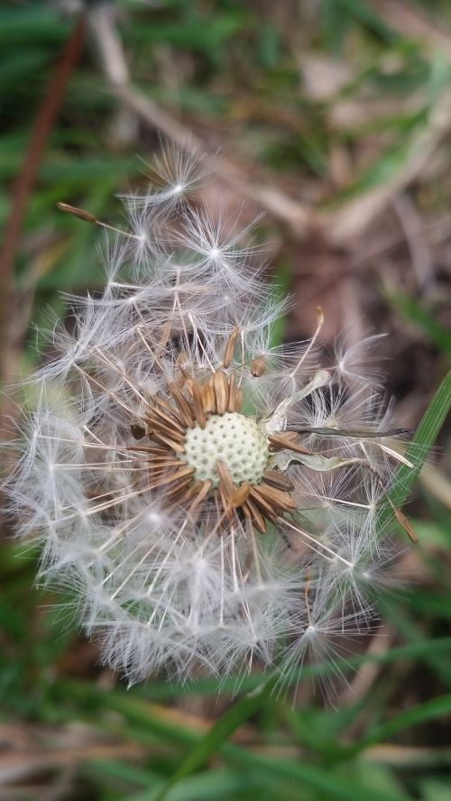 nature dandelion flora