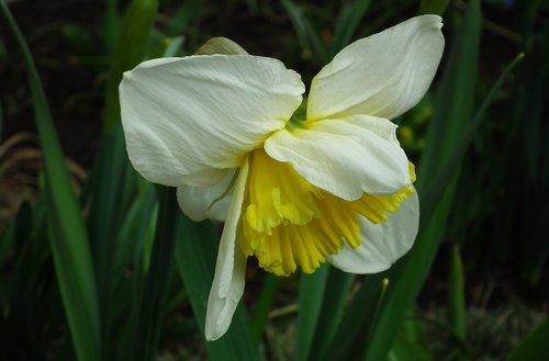 nature  plant  flower