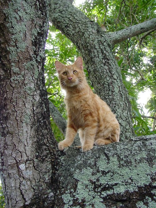 nature  tree  wood